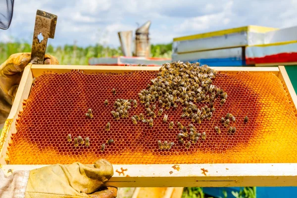 Api a nido d'ape con struttura in legno, da vicino — Foto Stock