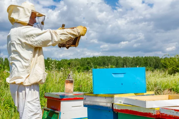 Apiarista, apicultor sostiene panal con abejas —  Fotos de Stock