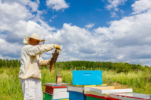 Apiarist, imker houdt honingraat met bijen — Stockfoto