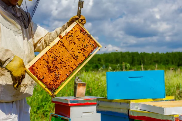 Peigne en nid d'abeille pleine scellée avec du miel sur cadre en bois, gros plan — Photo
