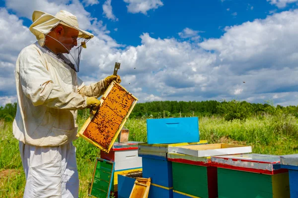 Апиарист, пчеловод, работающий на пасеке — стоковое фото