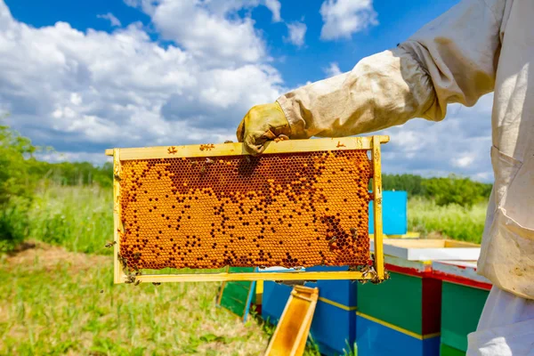 Pettine a nido d'ape completo sigillato con miele su telaio in legno, primo piano — Foto Stock