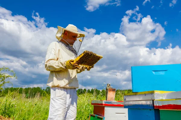 Apiarista, apicultor sostiene panal con abejas — Foto de Stock