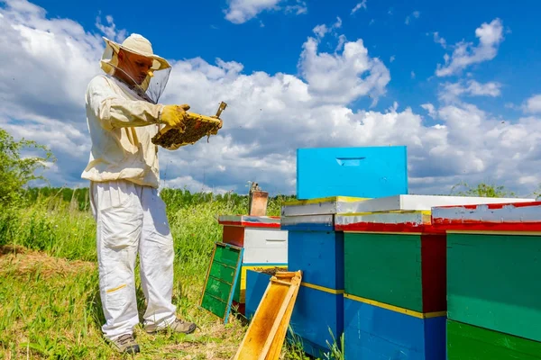 Apiarist, imker houdt honingraat met bijen — Stockfoto