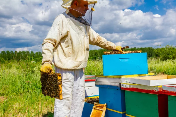 Apiarist, biodlare kontrollerar bin på honeycomb träram — Stockfoto