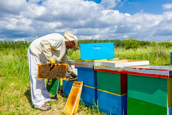 Apiarist, biodlare kontrollerar bin på honeycomb träram — Stockfoto