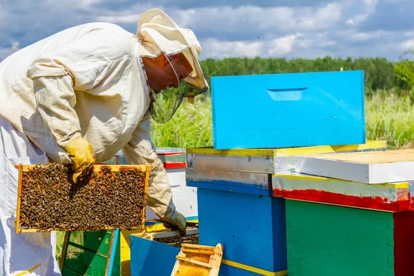 Apiarista, apicultor está verificando abelhas no quadro de madeira favo de mel — Fotografia de Stock