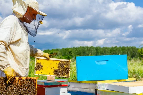 養蜂家は、養蜂家はチェックしてハニカム木製フレーム上の蜂 — ストック写真