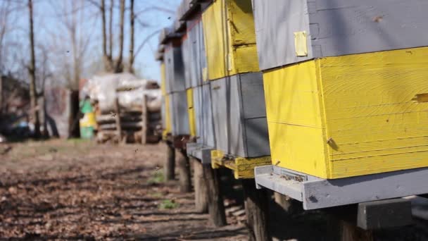 Row Beehives Wooden Pillars Lifted Apiary Bee Farmwooden Colorful Beehives — Stock Video