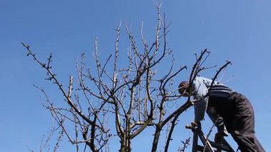 Bahçıvan kesme dalları, budama meyve ağaçları orchardfarmer budama makası ile loppers, erken ilkbahar gün merdivenler kullanarak kullanarak orchard meyve ağaçlarında budama dalları.