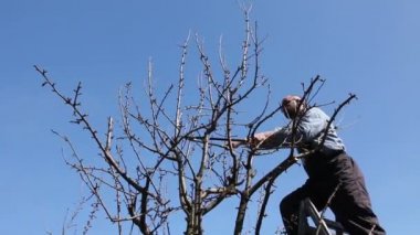 Bahçıvan kesme dalları, budama meyve ağaçları orchardfarmer budama makası ile loppers, erken ilkbahar gün merdivenler kullanarak kullanarak orchard meyve ağaçlarında budama dalları.