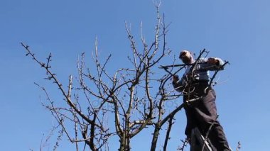 Bahçıvan kesme dalları, budama meyve ağaçları orchardfarmer budama makası ile loppers, erken ilkbahar gün merdivenler kullanarak kullanarak orchard meyve ağaçlarında budama dalları.