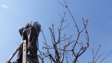 Bahçıvan kesme dalları, budama meyve ağaçları orchardfarmer budama makası ile loppers, erken ilkbahar gün merdivenler kullanarak kullanarak orchard meyve ağaçlarında budama dalları.