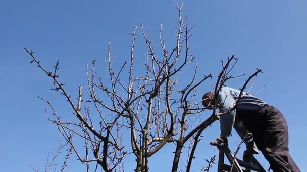 庭師は切断枝 剪定鋏 Orchardfarmer で切り取る果樹は Loppers のはしごを使用して初めの春の日を使用しての果樹園で果物の木の枝の剪定 — ストック動画