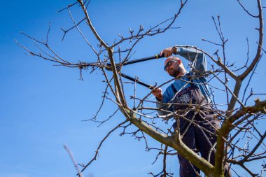 Kesme dalları, budama meyve ağaçları budama s ile bahçıvan olduğunu