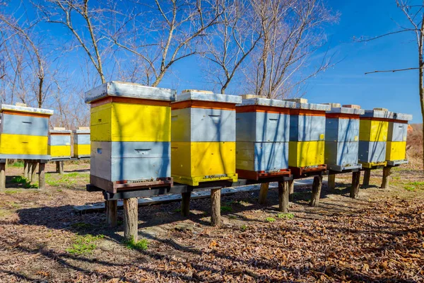 Fila de colmenas sobre pilares de madera levantados, colmenar, granja de abejas —  Fotos de Stock