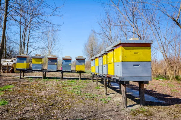 Fila de colmenas sobre pilares de madera levantados, colmenar, granja de abejas —  Fotos de Stock