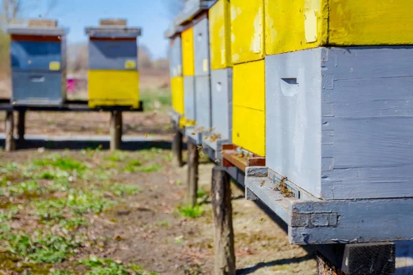 Arı kovanı ahşap ayağı kaldırdı, arı kovanı, arı çiftliği dizisi — Stok fotoğraf