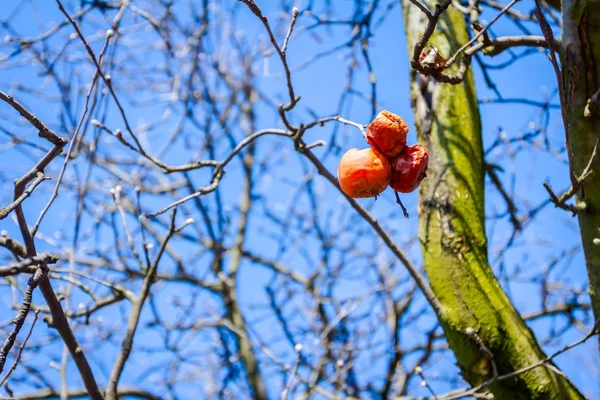 Frutos mumificados secos em um galho de árvore no dia de primavera ensolarado — Fotografia de Stock