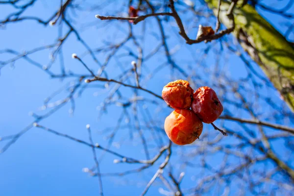 화창한 봄 날에 나뭇가지에 마른 미 라 과일 — 스톡 사진