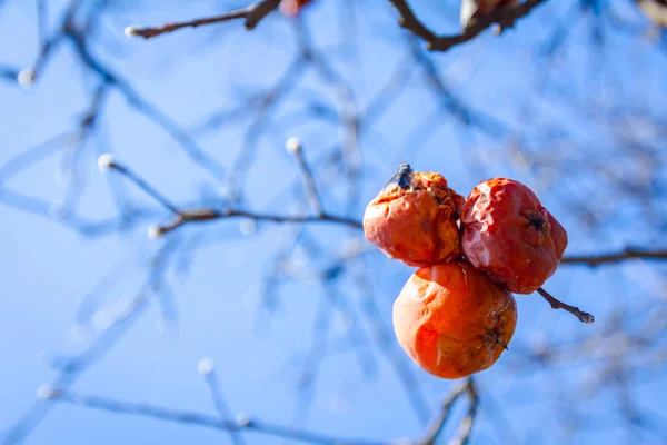 Frutti mummificati secchi su un ramo d'albero nella soleggiata giornata primaverile — Foto Stock