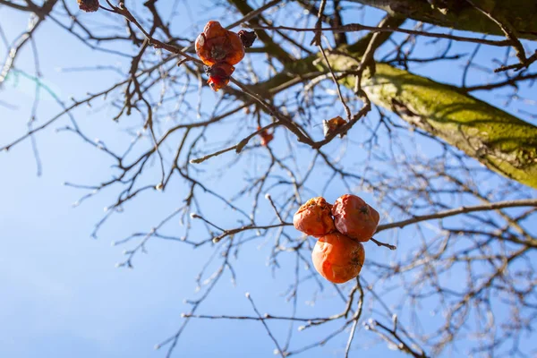 화창한 봄 날에 나뭇가지에 마른 미 라 과일 — 스톡 사진