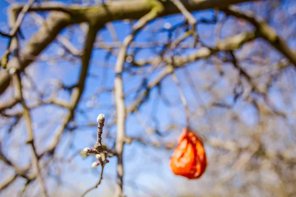 Fresh tiny bud on branch at early spring in orchard — Stock Photo, Image