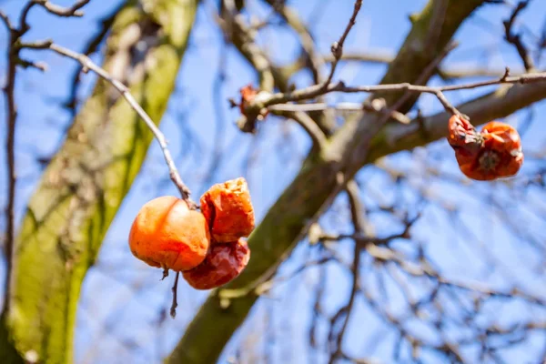Dry mummified fruits on a tree branch in the sunny spring day — Stock Photo, Image