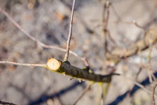 Vers tak op vroege voorjaar gesnoeid in boomgaard — Stockfoto