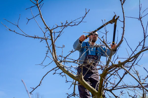 Jardinero está cortando ramas, podando árboles frutales con la poda s — Foto de Stock