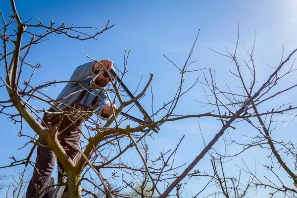 Jardinero está cortando ramas, podando árboles frutales con la poda s — Foto de Stock