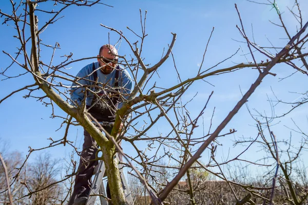 Jardinero está cortando ramas, podando árboles frutales con la poda s — Foto de Stock