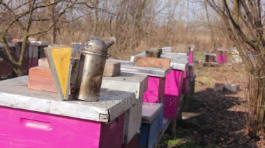 Apiarist arı colonybeekeeper durumda denetim içinde onun arı kovanı, bir Bahar etkinliği geçiriyor bahar arı kovanında kontrol yapıyor.