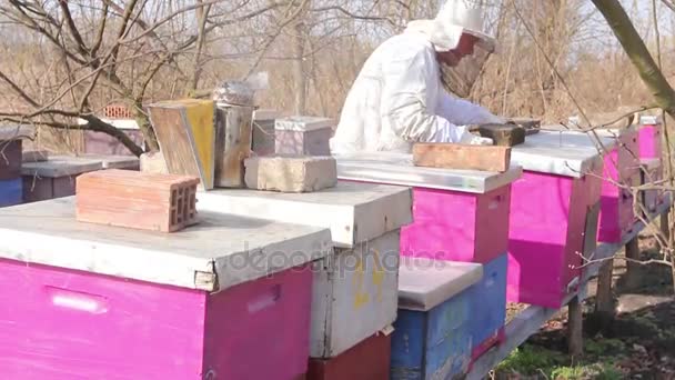 Imker Kontrolliert Situation Mit Ergänzender Fütterung Mit Zuckerkuchen Bienenvolk Imker — Stockvideo