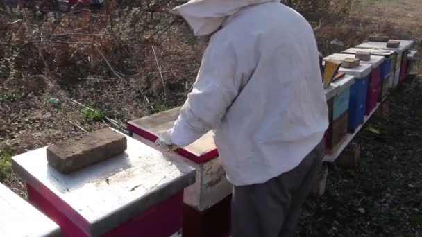 Pszczelarzy Jest Kontroli Sytuacji Uzupełniającego Karmienia Cukru Ciasto Bee Colonybeekeeper — Wideo stockowe