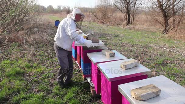 養蜂家は蜂 Colonybeekeeper のコントロール状況は春の活動を彼の養蜂場に春をやっているハイブのミツバチをチェック — ストック動画