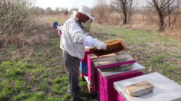 Imker Macht Frühjahrskontrolle Bienenvolk Imker Hat Frühlingsaktivität Seinem Bienenhaus Und — Stockvideo