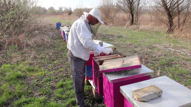 Apiarist Doing Spring Control Situation Bee Colonybeekeeper Having Spring Activity — Stock Video