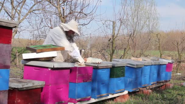 Apiarist Controle Situatie Met Aanvullende Voeding Met Suiker Taart Bee — Stockvideo