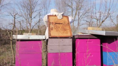 Apiarist arı colonybeekeeper durumda denetim içinde onun arı kovanı, bir Bahar etkinliği geçiriyor bahar arı kovanında kontrol yapıyor.