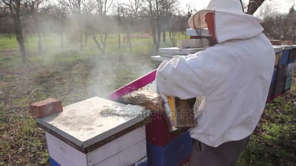 Apiarista Está Haciendo Situación Control Primavera Colonia Abejasapicultor Está Teniendo — Vídeo de stock