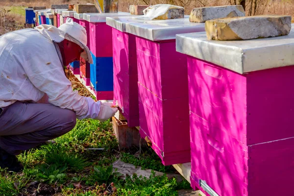 Apiarist sta facendo la situazione di controllo primaverile nella colonia delle api — Foto Stock