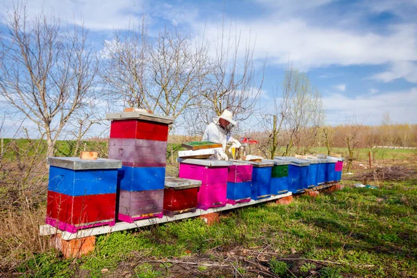 Erken ilkbaharda, arı kovanı orchard, arı kovanı, arı çiftliği dizisi — Stok fotoğraf