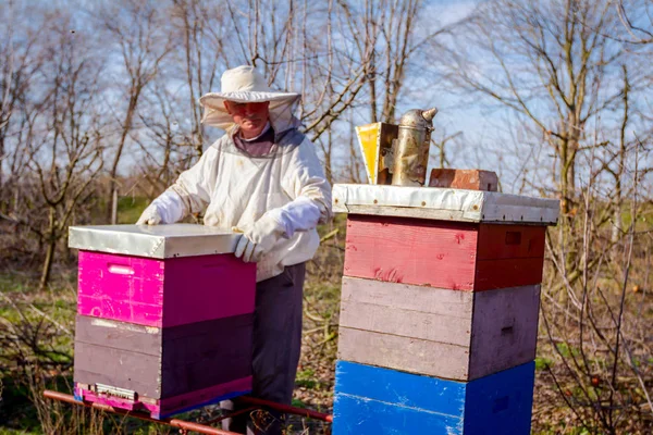 Apiarist bahar denetim durum arı koloni yapıyor — Stok fotoğraf