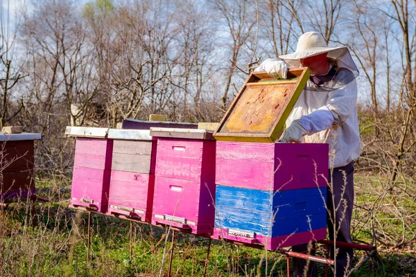 Apiarist robi wiosna kontroli sytuacji w Kolonii pszczół — Zdjęcie stockowe