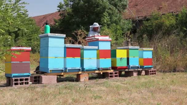 養蜂家は ミツバチ 蜂蜜を抽出し 収穫時のブラシでハニカムからハチを養蜂家のスイープを取り除くために毛を使用しています — ストック動画