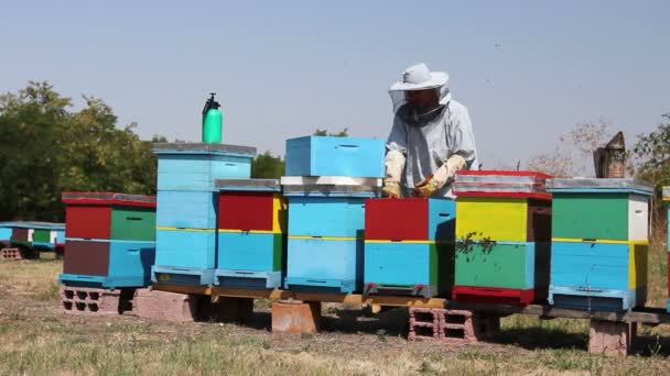 養蜂家は ミツバチ 蜂蜜を抽出し 収穫時のブラシでハニカムからハチを養蜂家のスイープを取り除くために毛を使用しています — ストック動画