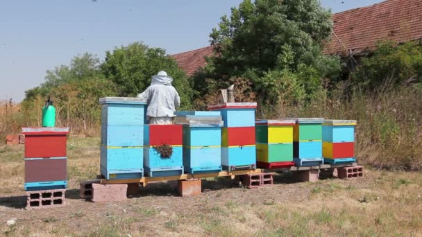 Апиарист Пчеловод Собирает Мед Винтаж Пчеловод Вынимает Соты Деревянной Раме — стоковое видео