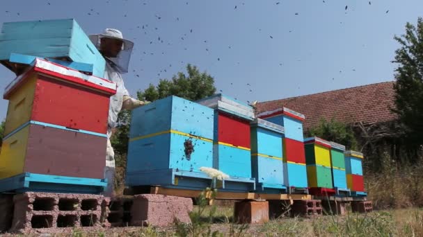 Apiarista Apicultor Está Cosechando Miel Añada Apicultor Está Sacando Panal — Vídeos de Stock