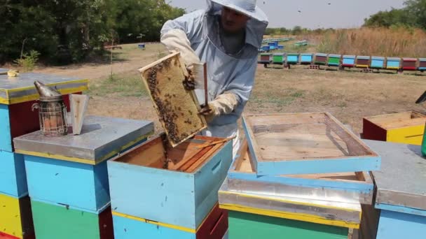 养蜂用猪鬃赶走蜜蜂 Apiarist 用刷子从蜂窝里扫出蜜蜂来提取蜂蜜 收获时间 — 图库视频影像